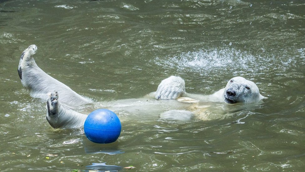 Tropy v Česku: Ochlazování zvířat v brněnské zoo (28. 7. 2020)