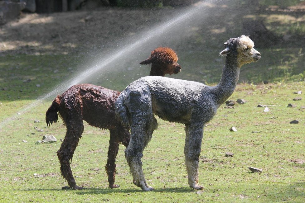 Tropy v Česku: Ochlazování zvířat v brněnské zoo (28.7.2020)