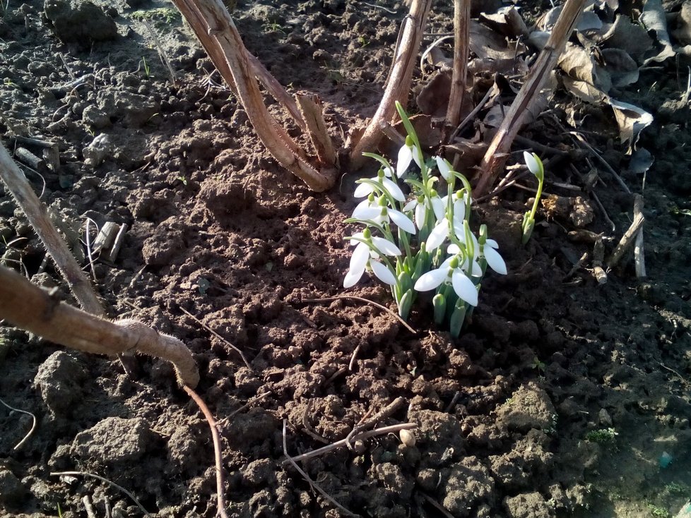 Ve Veselí nad Moravou se v sobotu 1. února objevily první sněženky. Foceno ve 13 hodin při teplotě 14 °C.