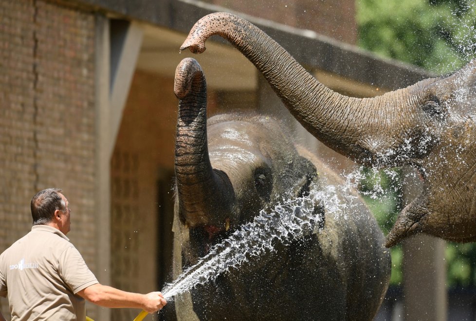 Ochlazování zvířat v berlínské zoo.