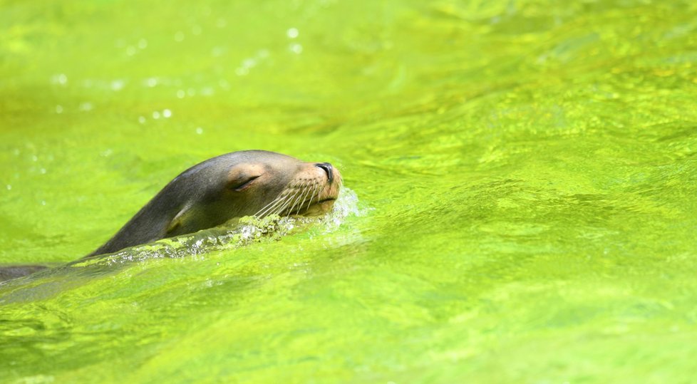 Ochlazování zvířat v berlínské zoo.