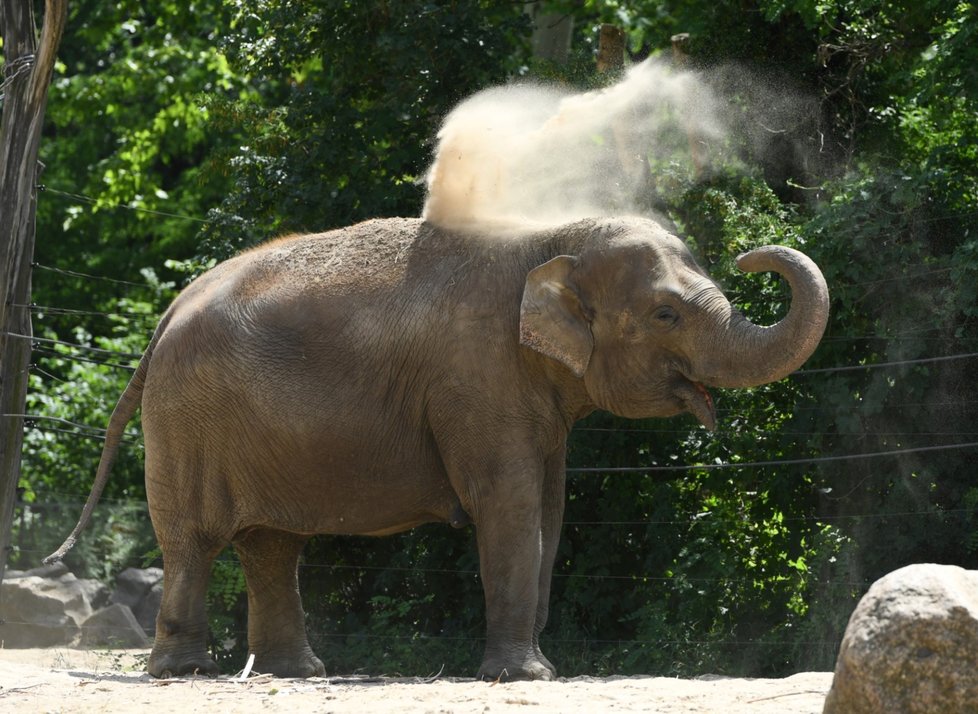 Ochlazování zvířat v berlínské zoo.