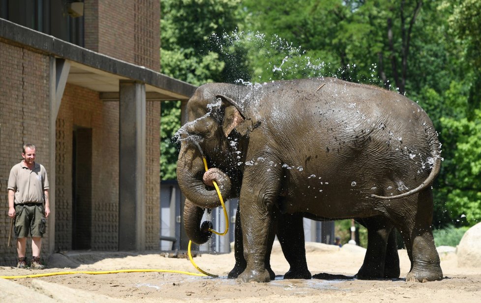 Ochlazování zvířat v berlínské zoo.