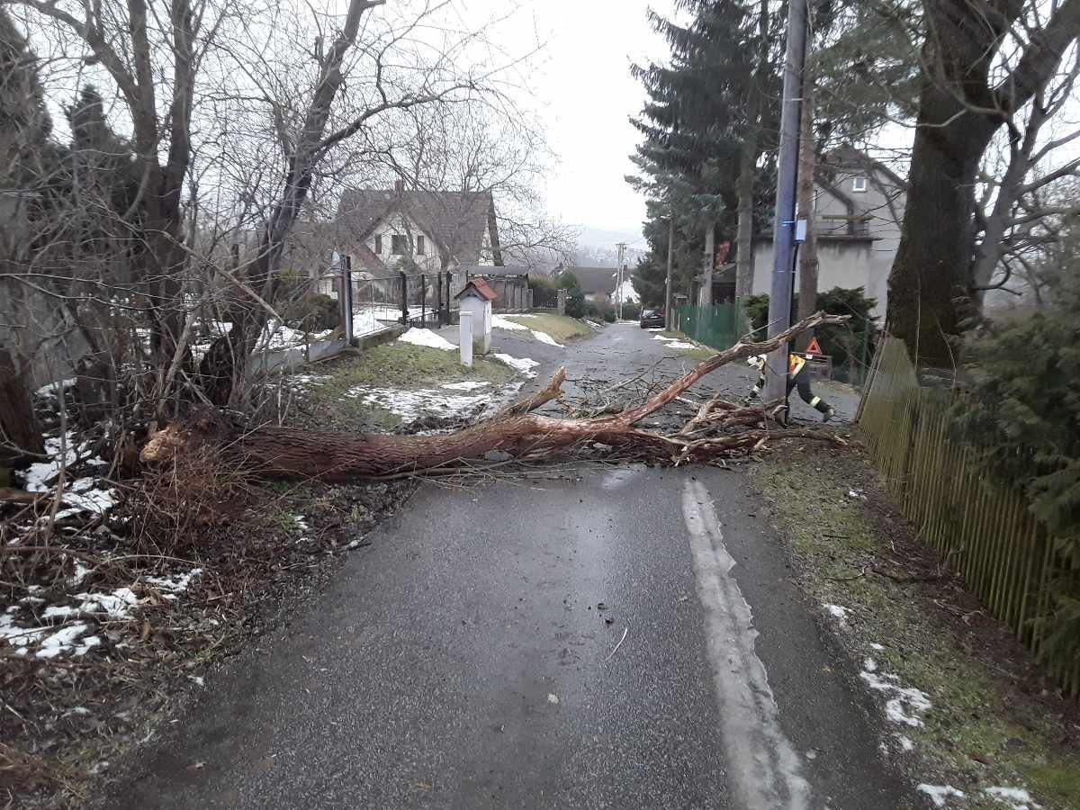 Strom neustál nápor větru a zřítil se na silnici. 