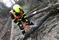 Yulia a Sabine zdevastovaly české lesy. Poničených stromů je přes milion