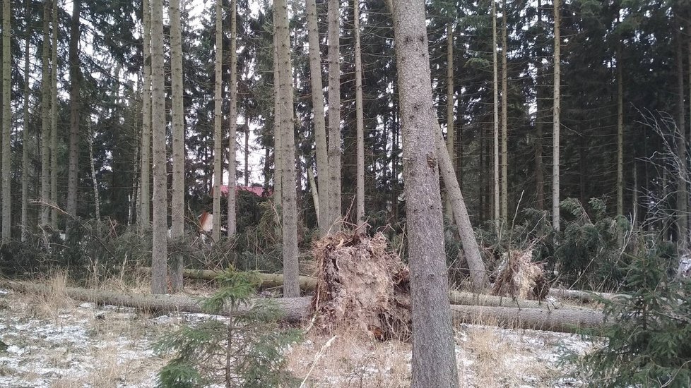 Vichřice poničila část chatové osady Borky a Obůrka mezi Suchým a Velenovem. (archivní foto)