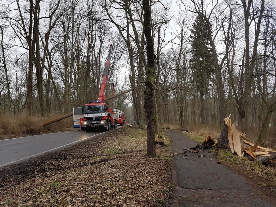 V Konopišti spadl strom na projíždějící autobus.