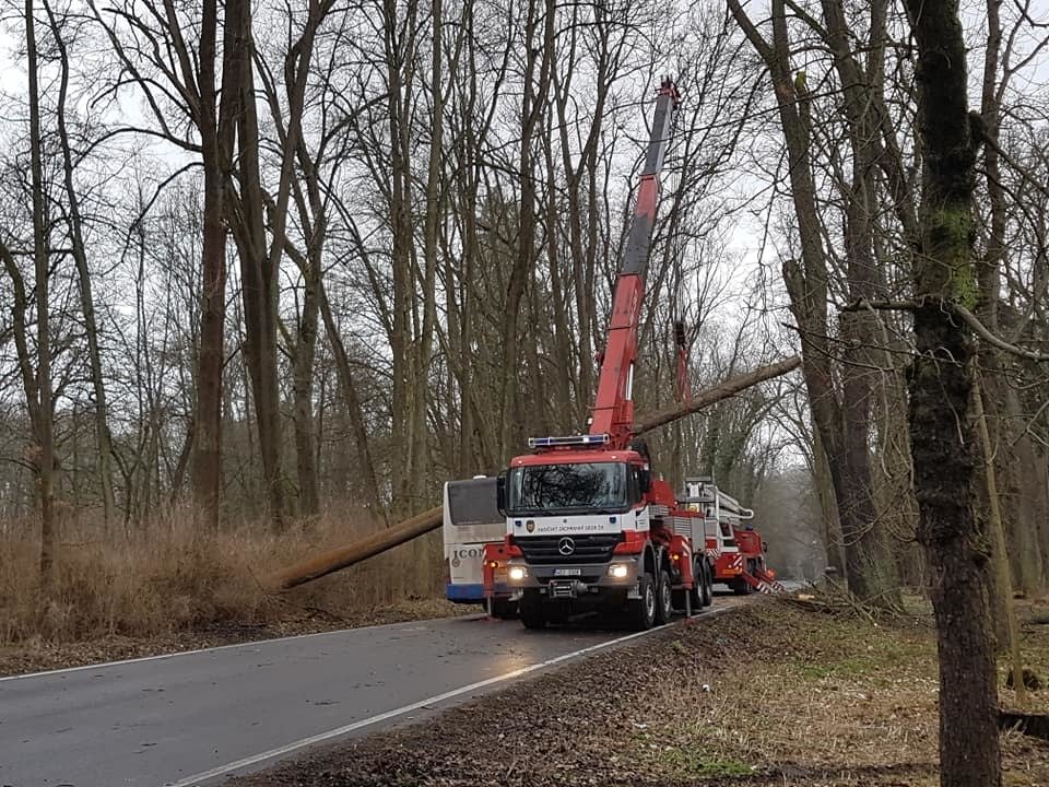 V Konopišti spadl strom na projíždějící autobus.