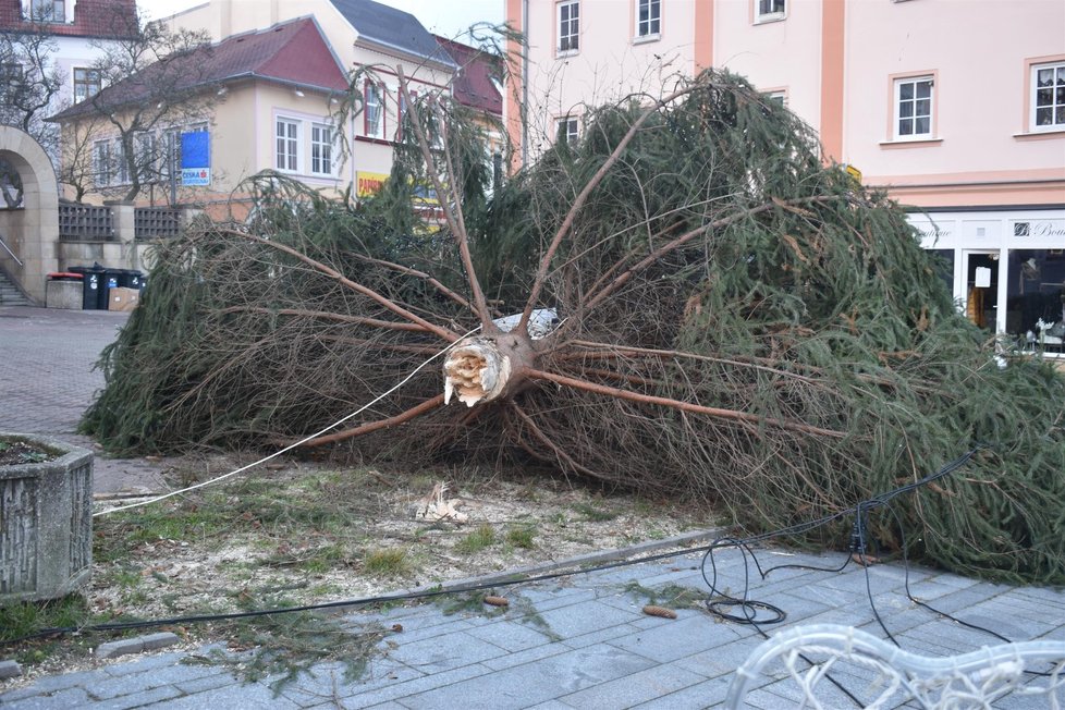 Silný vítr porazil vánoční strom v Litvínově.