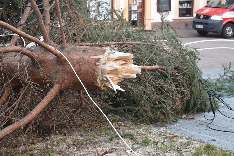 Silný vítr porazil vánoční strom v Litvínově.