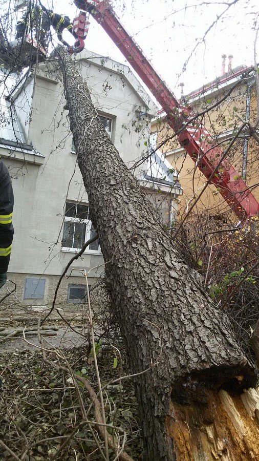 V Přerově se strom skácel na rodinný dům a větve zasáhly i dráty elektrického vedení.