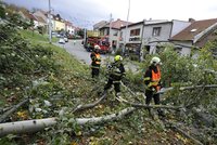 Do lesa ani na krok: Na sever od Brna a na Blanensku hrozí po vichřici stále pády stromů