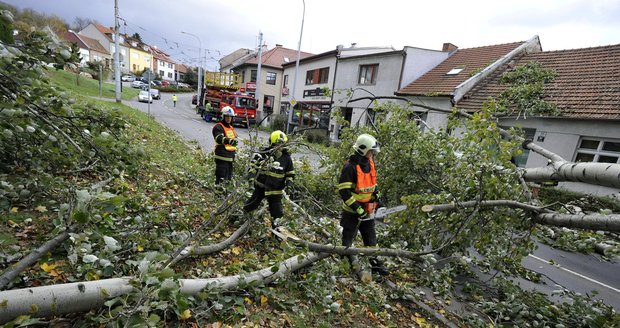 Do lesa ani na krok: Na sever od Brna a na Blanensku hrozí po vichřici stále pády stromů