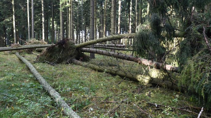 Víkendová vichřice polámala spoustu stromů