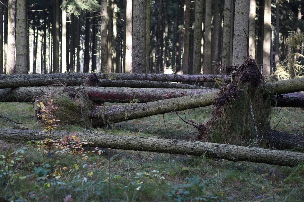 Vichřice polámala spoustu stromů