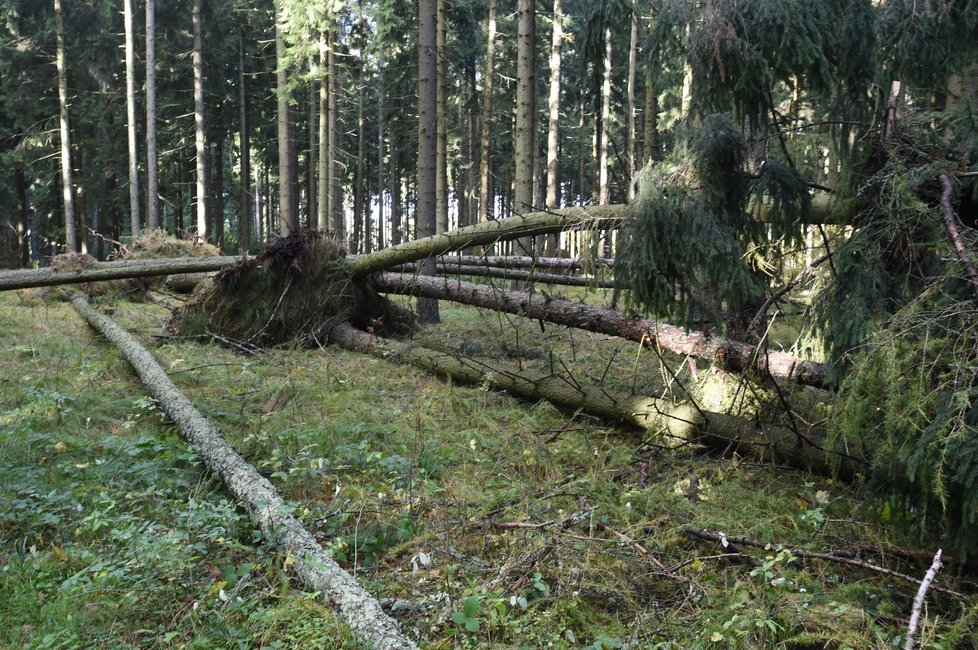 Škody po vichřici Herwart pojišťovny stály 1,5 miliardy korun.