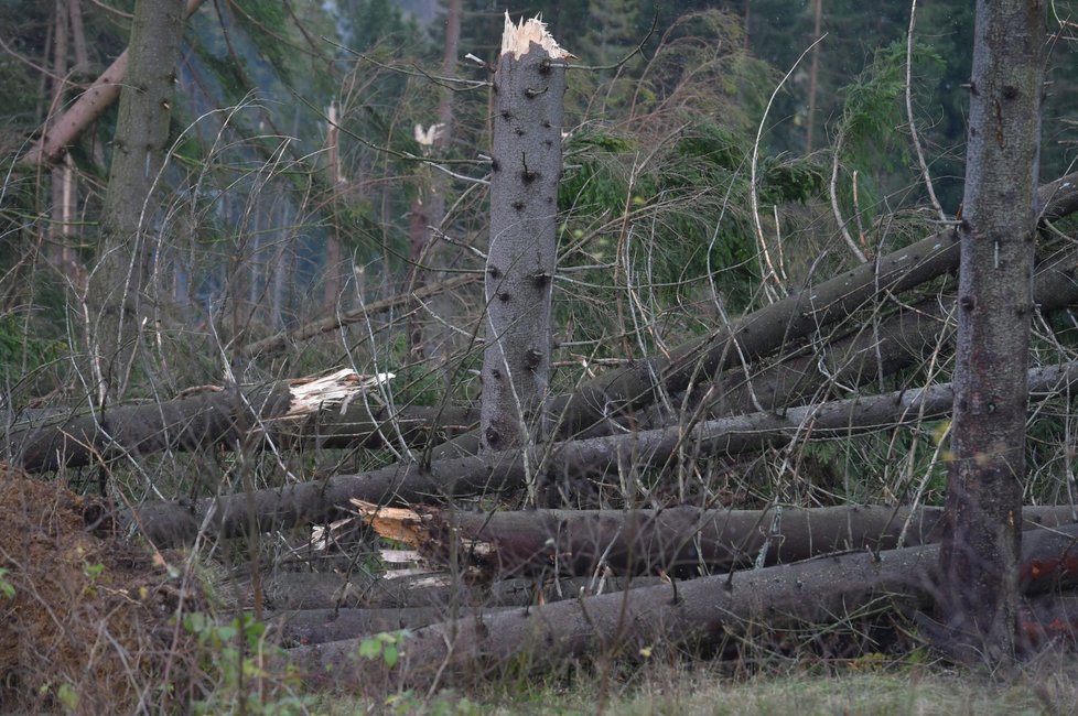 Víkendová vichřice polámala spoustu stromů