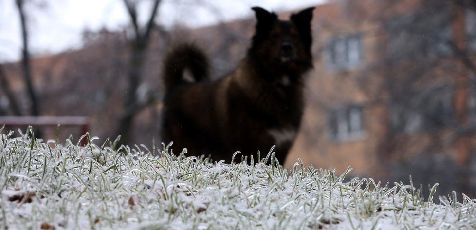 Na konci týdne se bude tvořit náledí, platí výstraha pro řidiče, sledujte radar Blesku