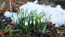 V únoru se mohou na zahradě objevit jedny z nejodolnějších mrazuvzdorných cibulovin - sněženky. A to i když ještě leží sníh.