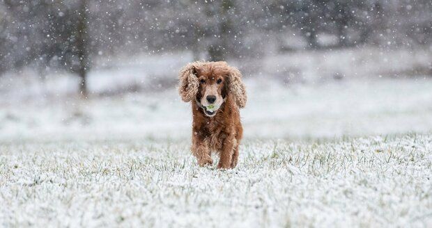 Sněžení v Praze (10.12.2024)