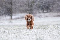 Počasí v Praze: První krok do zimy! Bude sněžit, pozor na náledí