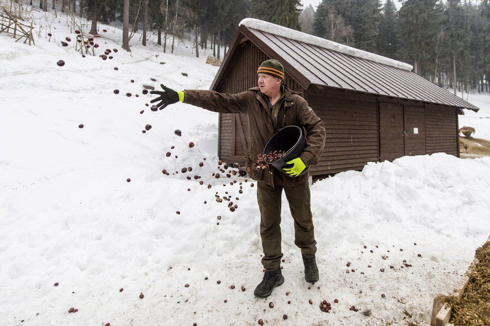 Zima v Česku