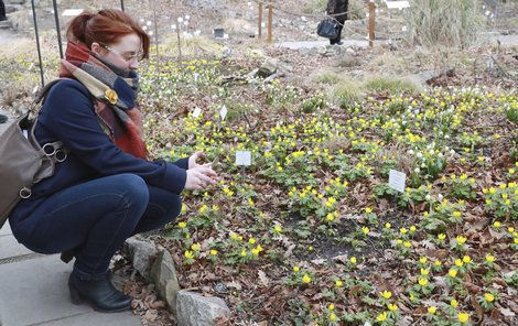 Studentka botaniky Anna Ungerová (20) si prohlíží kvetoucí koberec ze žlutých talovínů zimních.