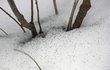 Hemžení chvostoskoků na sněhu, žijí ve skupinách.