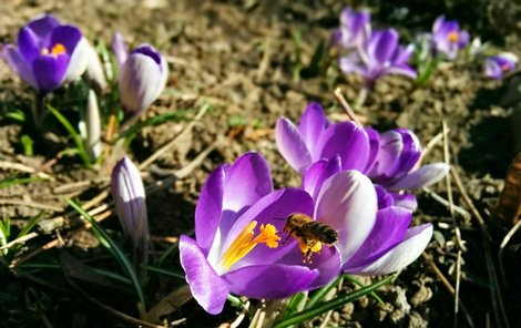 Přestože se zima nevzdává, květy krokusů hlásí: Jaro je tady!