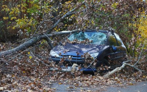 Vítr začátkem tohoto týdne srazil větve na auto v pražských Bohnicích.