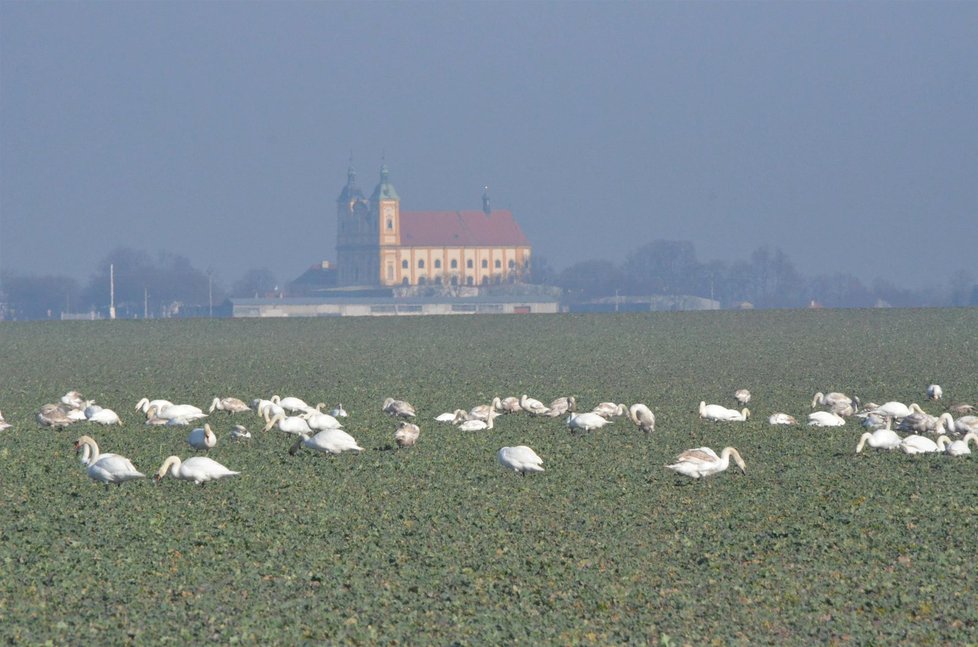 Mohutná hejna labutí spásají díky příznivému počasí rašící zemědělské rostliny na polích na Olomoucku