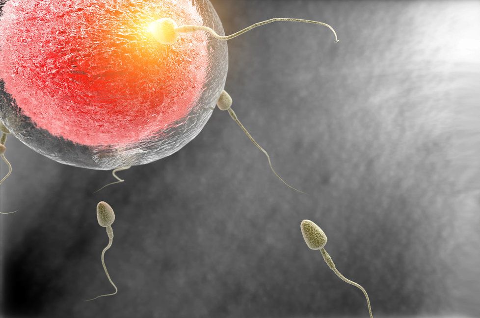 Normálně jsou k oplodnění potřeba dvě pohlavní buňky – vajíčko a spermie.