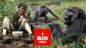 Blesk Podcast: Gorily může zabít i rýma. Nový koronavirus se ve volné přírodě u lidoopů zatím nešíří.