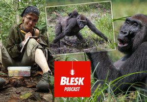 Blesk Podcast: Gorily může zabít i rýma. Nový koronavirus se ve volné přírodě u lidoopů zatím nešíří.