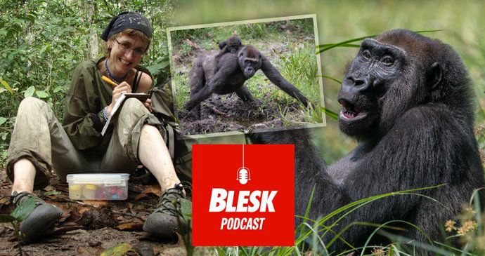 Blesk Podcast: Gorily může zabít i rýma. Nový koronavirus se ve volné přírodě u lidoopů zatím nešíří.