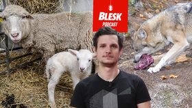 Blesk Podcast: Krvelačné šelmy z Broumovska? Lidé si na vlky za 15 let zvyknou