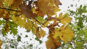 Začátek podzimu na jezeře Poděbrady nedaleko Olomouce