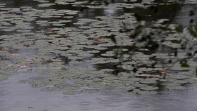 Začátek podzimu na jezeře Poděbrady nedaleko Olomouce