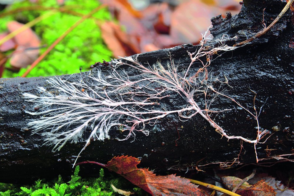 Podhoubí se také nazývá mycelium