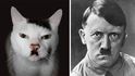 Kočka, která vypadá jako Adolf Hitler