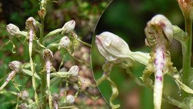 Botanici našli u Hnanic v Podyjí na Znojemsku vzácnou orchidej jazýček jadranský, stalo se tak poprvé po 70 letech.