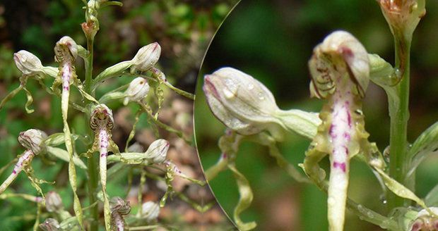 Parádní objev: Botanici našli v Podyjí vzácnou orchidej, poprvé po 70 letech
