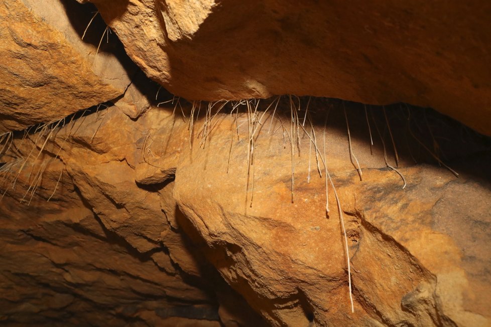 V podzemí Divoké Šárky přežívají netopýři. Není jich ovšem tak mnoho, jak se doposud mnohde uvádělo.