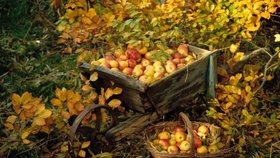 Nezapomeňte odstranit listy ze všech koutů, protože mohou být zdrojem infekce houbových chorob v dalším roce, třeba strupovitosti jablek.