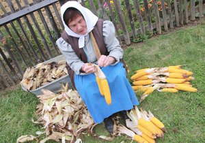 Marie Matyášová (78) ukazuje, jak se šůstala kukuřice. Sloužila jako zdroj obživy pro dobytek i drůbež.