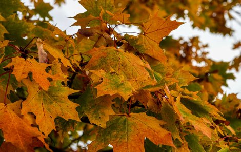 Podzim v Česku