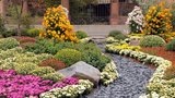 6 nejoblíbenějších podzimních květin. Které krásky vám rozsvítí zahradu?