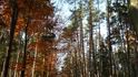 Barevný podzim v hradeckých lesích