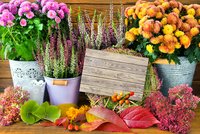 Ty nejkrásnější podzimní květináče a truhlíky. Které rostliny vydrží i přes zimu?