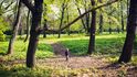 Les vzpomínek, první český přírodní hřbitov v pražských Ďáblicích. Je součástí tradičního hřbitova jako společný projekt Správy pražských hřbitovů a organizace Ke kořenům.